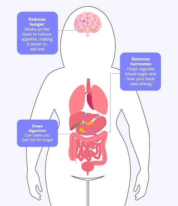 How Mounjaro weight loss pens work. GLP-1 hormone action diagram